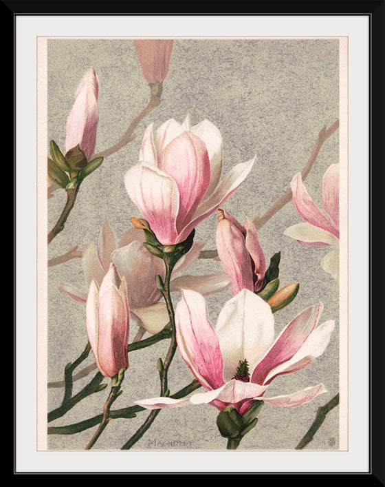 "Magnolia (1886)", L. Prang & Co.