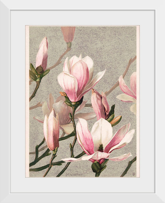 "Magnolia (1886)", L. Prang & Co.