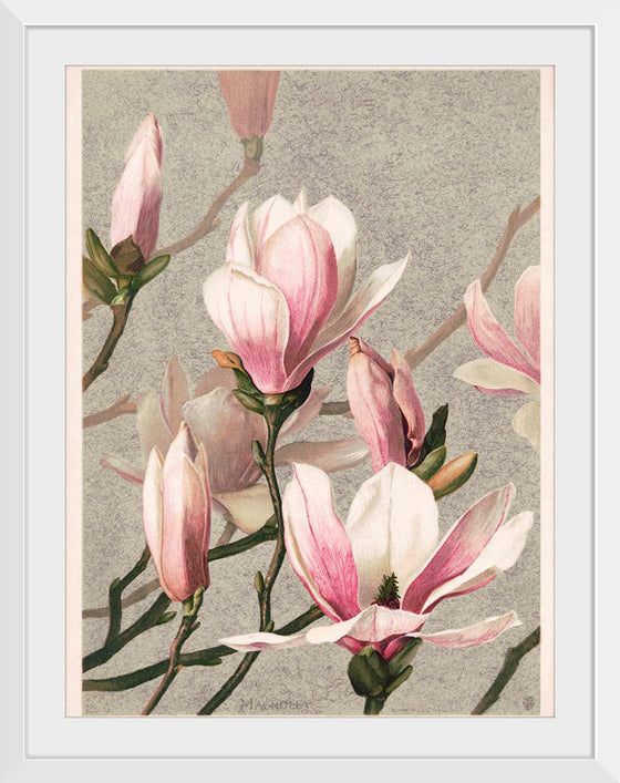 "Magnolia (1886)", L. Prang & Co.