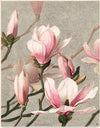 "Magnolia (1886)", L. Prang & Co.