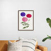 "Hand Drawn Colorful Hydrangeas", Biodiversity Heritage Library