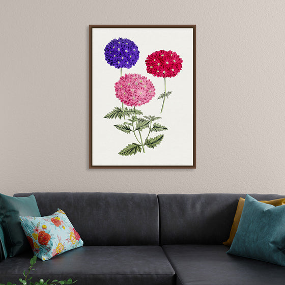 "Hand Drawn Colorful Hydrangeas", Biodiversity Heritage Library