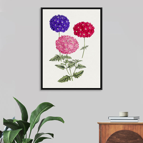 "Hand Drawn Colorful Hydrangeas", Biodiversity Heritage Library