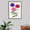 "Hand Drawn Colorful Hydrangeas", Biodiversity Heritage Library