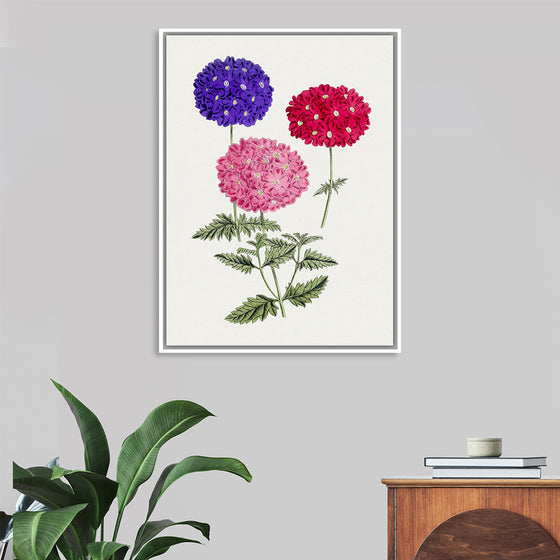 "Hand Drawn Colorful Hydrangeas", Biodiversity Heritage Library