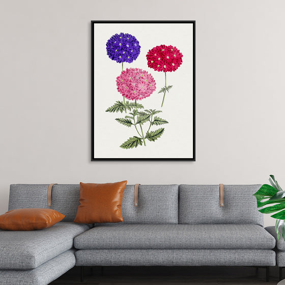 "Hand Drawn Colorful Hydrangeas", Biodiversity Heritage Library