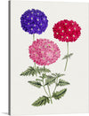 Immerse yourself in the enchanting allure of this exquisite artwork, a print capturing the vibrant elegance of three blossoming flowers. Each bloom, meticulously detailed and rich in color, springs to life against a pristine backdrop. The deep purples, radiant reds, and soft pinks of the petals are complemented by lush green stems and leaves. 