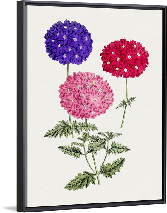 "Hand Drawn Colorful Hydrangeas", Biodiversity Heritage Library