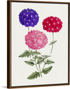 "Hand Drawn Colorful Hydrangeas", Biodiversity Heritage Library