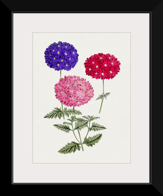 "Hand Drawn Colorful Hydrangeas", Biodiversity Heritage Library