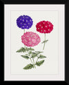 "Hand Drawn Colorful Hydrangeas", Biodiversity Heritage Library