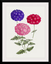 "Hand Drawn Colorful Hydrangeas", Biodiversity Heritage Library