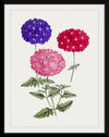 "Hand Drawn Colorful Hydrangeas", Biodiversity Heritage Library