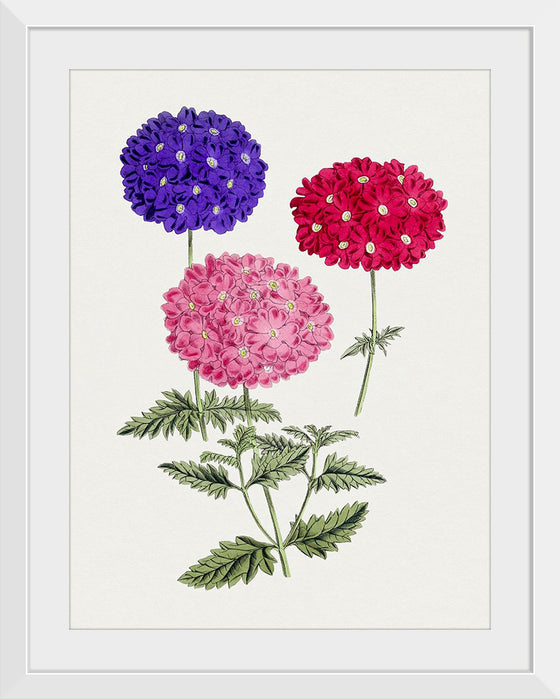 "Hand Drawn Colorful Hydrangeas", Biodiversity Heritage Library