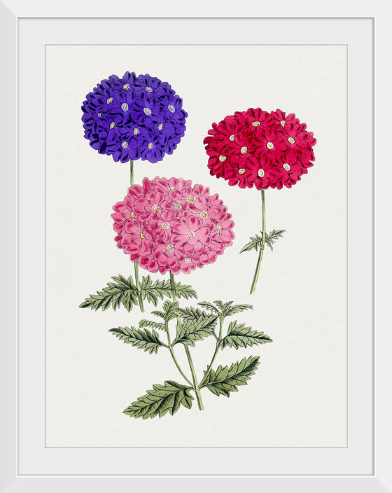 "Hand Drawn Colorful Hydrangeas", Biodiversity Heritage Library