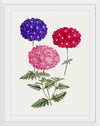 "Hand Drawn Colorful Hydrangeas", Biodiversity Heritage Library