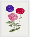 "Hand Drawn Colorful Hydrangeas", Biodiversity Heritage Library