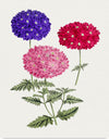 "Hand Drawn Colorful Hydrangeas", Biodiversity Heritage Library