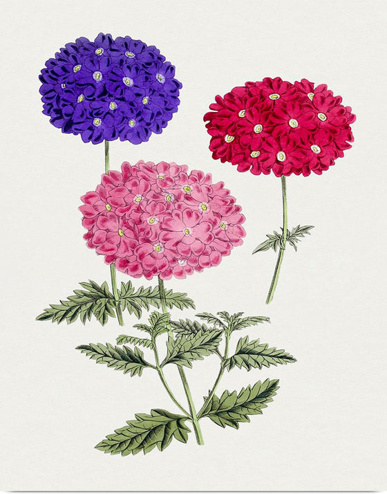 "Hand Drawn Colorful Hydrangeas", Biodiversity Heritage Library