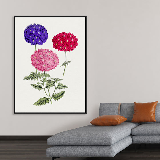 "Hand Drawn Colorful Hydrangeas", Biodiversity Heritage Library