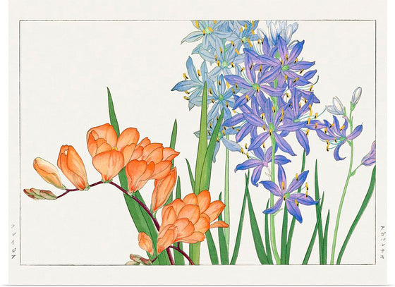 "Freesia flower, Japanese woodblock art", Tanigami Konan