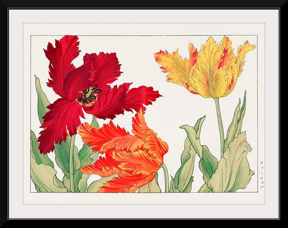 "Parrot tulip", Tanigami Konan