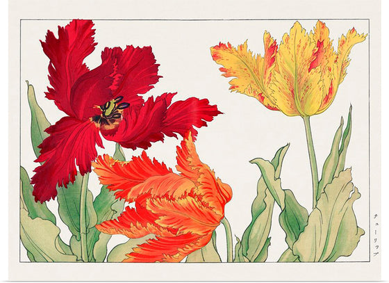 "Parrot tulip", Tanigami Konan