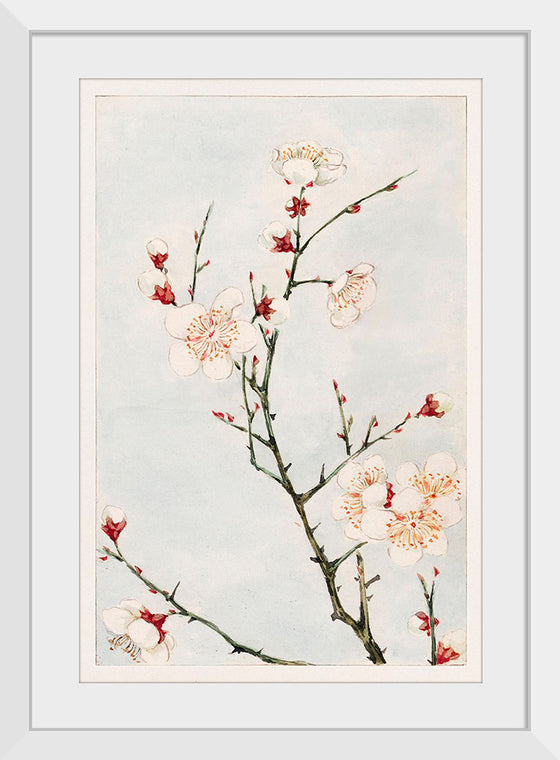 "Plum Branches with Blossoms during 1870-1880", Megata Morikaga