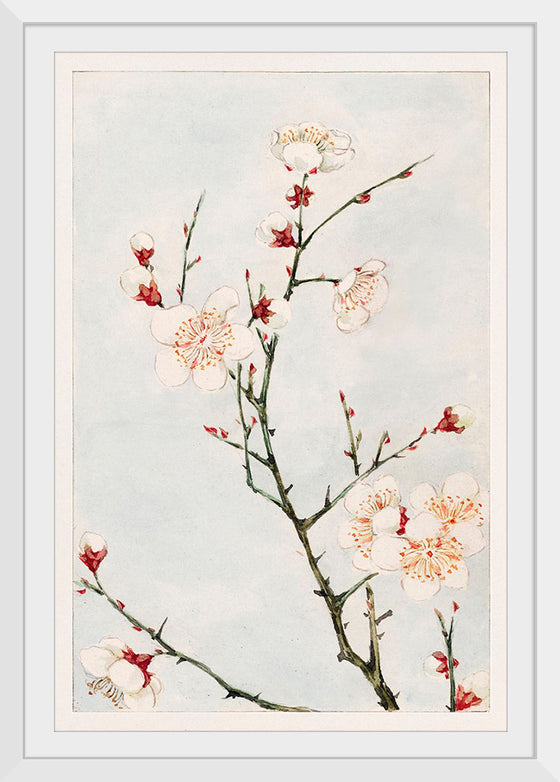 "Plum Branches with Blossoms during 1870-1880", Megata Morikaga