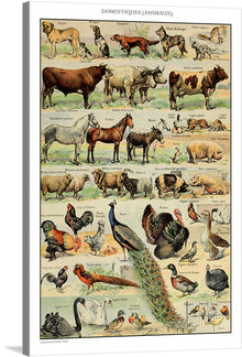  Immerse yourself in the diverse world of domesticated animals with this exquisite print. Each creature, from the majestic horse to the elegant peacock, is rendered with intricate detail and lifelike accuracy. This artwork serves not only as a captivating visual journey but also an educational experience, labeling each animal in French for a touch of linguistic charm. 