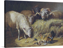  Adorn your space with the tranquil beauty encapsulated in this exquisite print. A pastoral symphony rendered in meticulous detail, where sheep with coats as textured as clouds gather around a golden haystack, exuding an aura of serene companionship. Nearby, a hen with her vibrant plumage attends to her chicks, adding a touch of life’s tender moments.