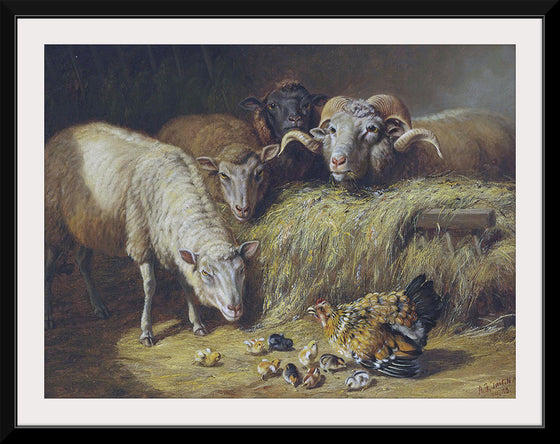 "Sheep Vintage Art", Fitzwilliam Tait