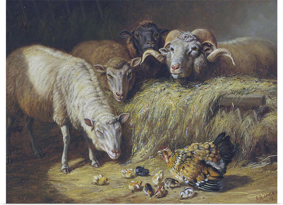 "Sheep Vintage Art", Fitzwilliam Tait