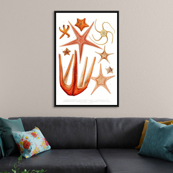 "Vintage Starfish Mediterranean"