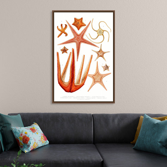 "Vintage Starfish Mediterranean"