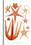 This print, titled “Intricacies of Marine Life,” captures the mesmerizing intricacies of marine life. Each starfish, rendered with impeccable detail, showcases a dance of texture and form, bringing the ocean’s enigmatic beauty right to your walls. The vibrant hues of orange and red are meticulously detailed, offering a visual spectacle that enchants and calms.