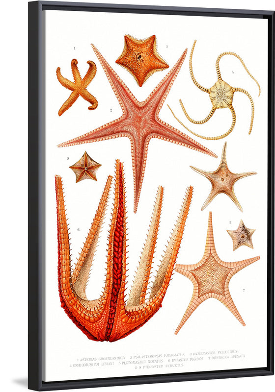 "Vintage Starfish Mediterranean"