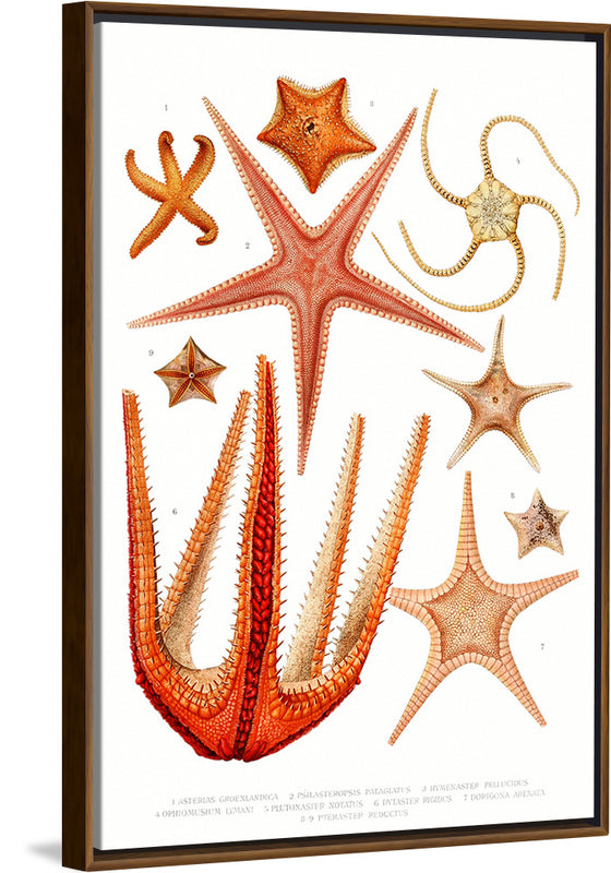 "Vintage Starfish Mediterranean"