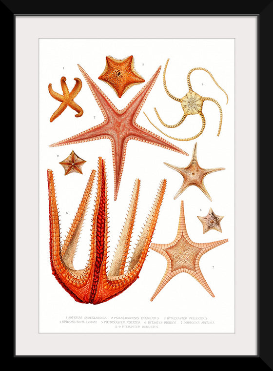 "Vintage Starfish Mediterranean"