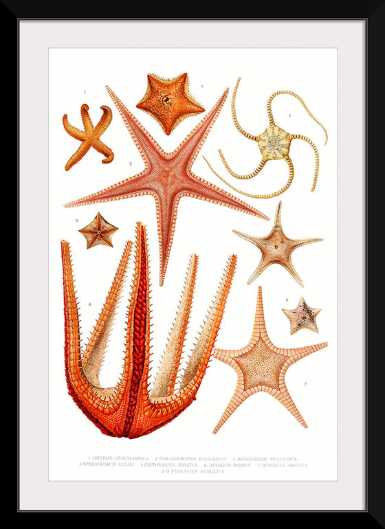 "Vintage Starfish Mediterranean"