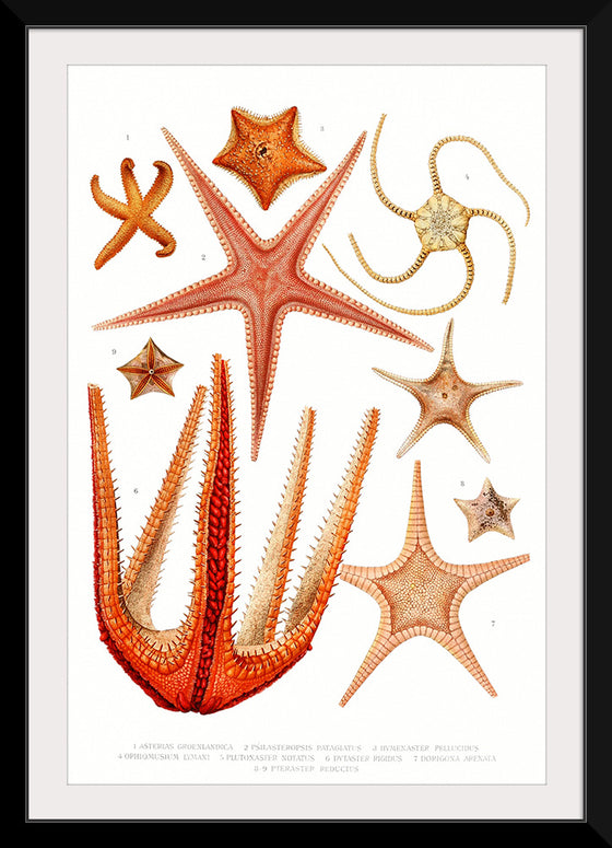 "Vintage Starfish Mediterranean"