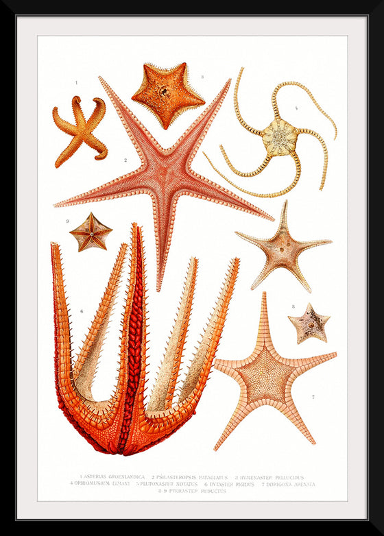 "Vintage Starfish Mediterranean"