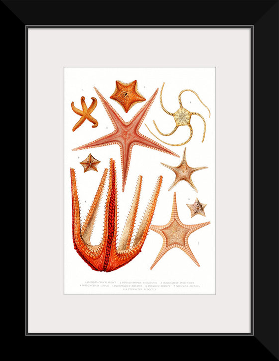 "Vintage Starfish Mediterranean"