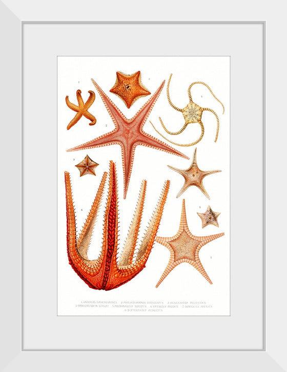 "Vintage Starfish Mediterranean"