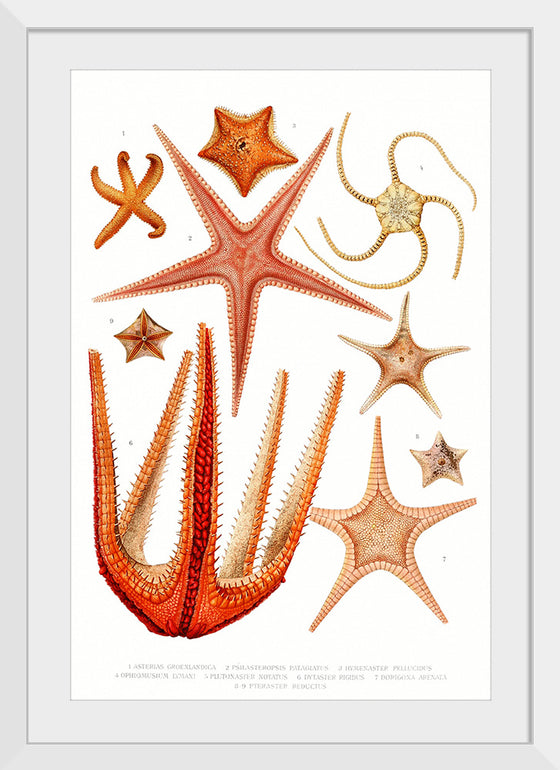 "Vintage Starfish Mediterranean"