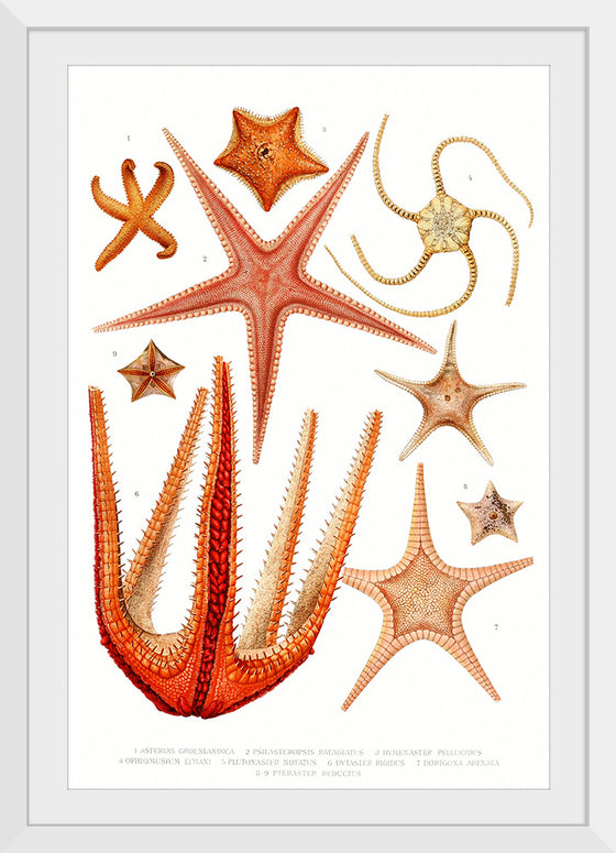 "Vintage Starfish Mediterranean"