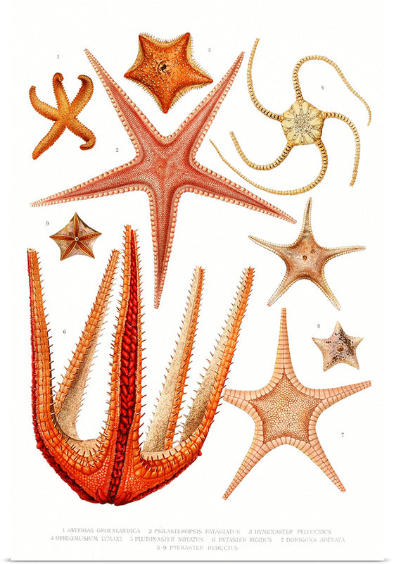 "Vintage Starfish Mediterranean"