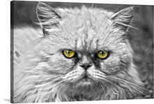  This print is a striking black and white portrait of a cat, making it a perfect addition to any cat lover’s collection. The cat’s fur is fluffy, adding a touch of softness to the intense expression in its piercing yellow eyes. The focus on the cat’s face against a blurred background enhances the overall impact of the image.