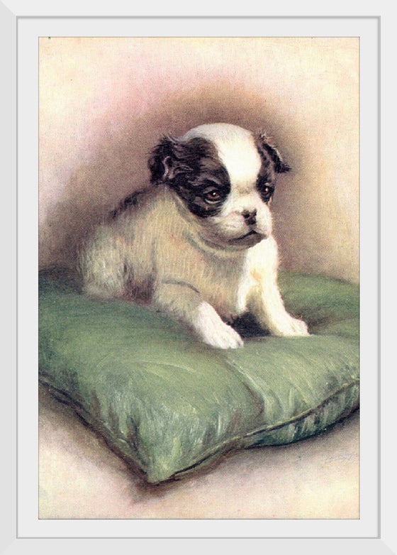 "Japanese Chin (1912)"