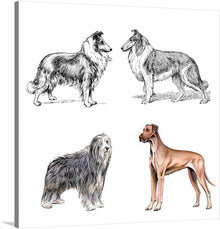  This print is a celebration of the diversity and beauty of different dog breeds. It features four detailed and lifelike illustrations of two collies, a bearded collie, and a great dane. Each illustration captures the unique characteristics of the breed, from the collie’s alert expression to the great dane's sleek form. 